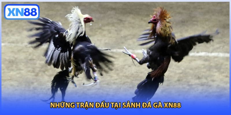 Những trận đấu tại sảnh đá gà XN88